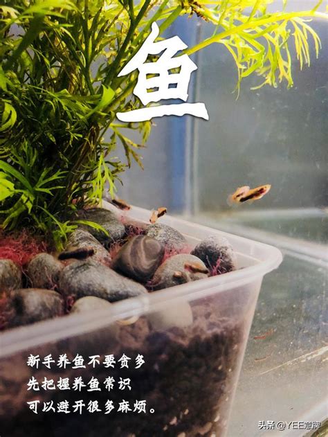 魚缸魚的數量|魚缸養多少魚合適，這個公式告訴你，再也不用請教別。